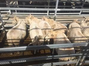 Silverdale saleyards <b>The Sarina Combined Agents Sale yarded 250 head comprising of 108 Steers, 94 Heifers, 2 PTIC Cows, 19 Cows and 20 Bulls & Mickies</b>